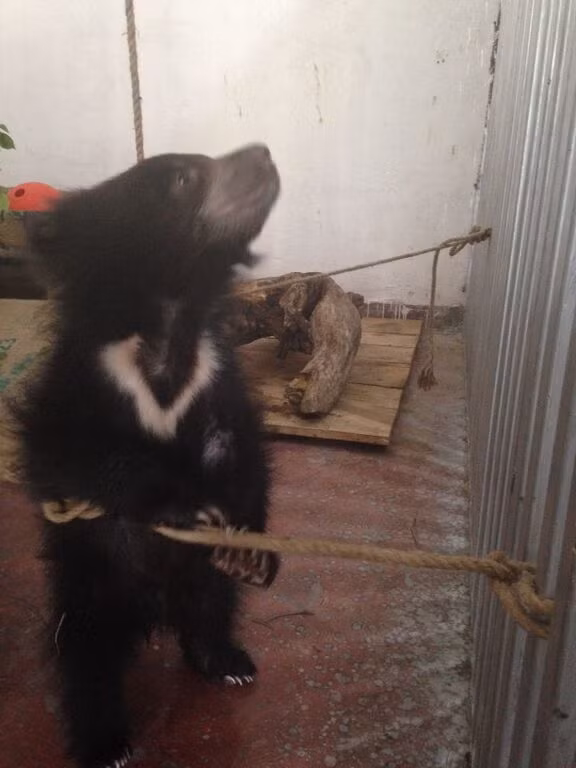 Mỗi năm, không biết bao nhiêu chú gấu con vẫn bị buôn bán theo hình thức khủng khiếp này, đa số đều bị có mẹ bị bắn chết và bắt đầu cuộc sống tù đày gian khổ.