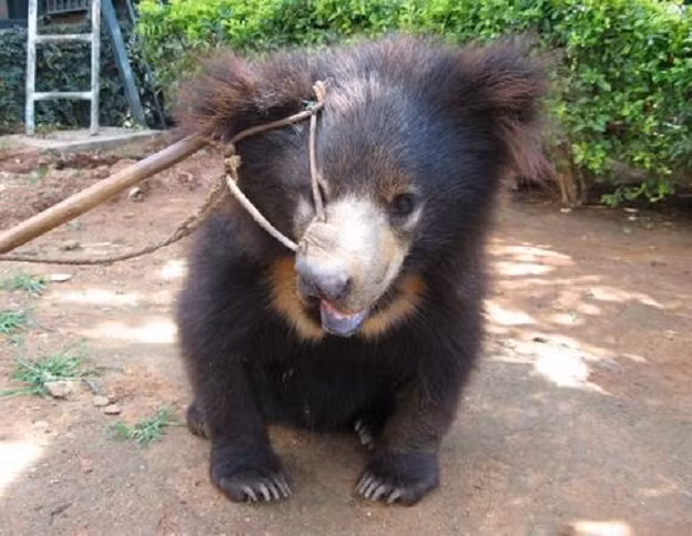 Bị xích vào một cái cây, luôn sống trong sợ hãi và bị đánh đập chính là những gì mà con gấu con có tên Elvis phải chịu đựng trong suốt 8 tuần đầu tiên của cuộc đời.