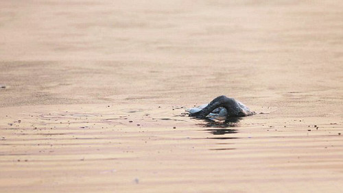 Những bức ảnh kỳ lạ này được cô Hsiao chụp tại hồ nước trong công viên Sanmenxia, thuộc tỉnh Hà Nam, Trung Quốc.