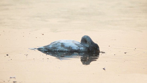 Cô Yan Yan Hsiao chú ý đến thiên nga con vì nghe thấy tiếng động ở dưới nước. Theo quan sát của cô thì thiên nga con đang vỗ cánh dưới nước.