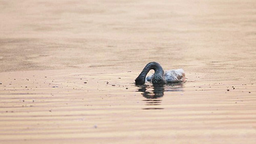 Thiên nga con kêu rất to, vỗ cánh nhiều lần rồi sau đó dìm đầu xuống nước. 