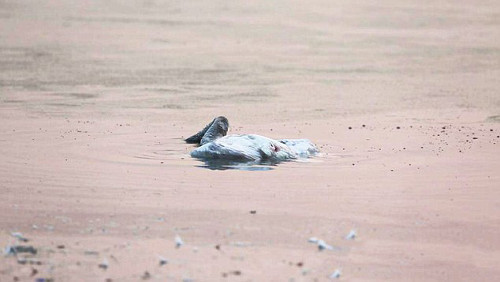 Đây có thể được xem như là hành động tự sát của thiên nga. 