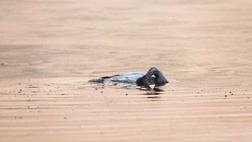  Có lúc thiên nga con bình tĩnh trở lại, nhưng sau đó lại dìm đầu mãi trong nước.