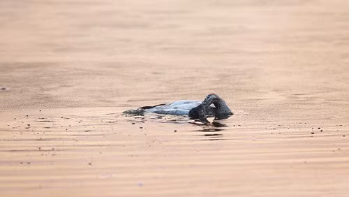  Có lúc thiên nga con bình tĩnh trở lại, nhưng sau đó lại dìm đầu mãi trong nước.