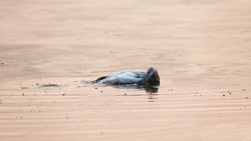  Vài phút sau đó, thiên nga con đã chết.