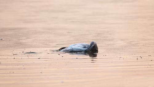  Vài phút sau đó, thiên nga con đã chết.
