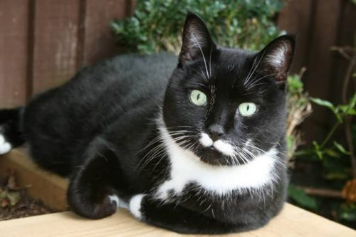 Một con mèo được thừa kế tài sản trị giá 13 triệu USD từ chủ sở hữu của nó ở Italia.