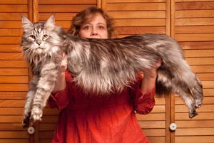  Con mèo dài nhất từng đo được là 1,23 m khi nó duỗi hết cỡ.