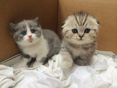 Mèo không thể nếm vị ngọt.