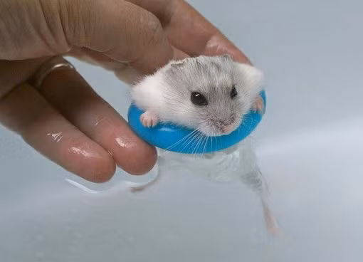 Thêm một chú chuột con thật đáng yêu khi được đeo phao bơi thiết kế riêng cho nó.