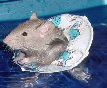 Cả chiếc phao và chú chuột nhỏ đều hết sức đáng yêu.