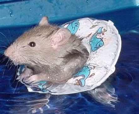 Cả chiếc phao và chú chuột nhỏ đều hết sức đáng yêu.