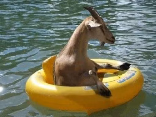 Chú dê nổi bồng bềnh trên mặt nước với sự giúp sức của chiếc phao bơi.