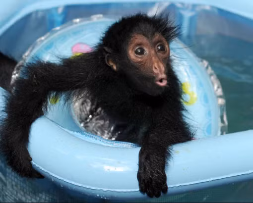 Sở thú Tennoji ở Osaka, miền tây Nhật Bản thường sử dụng nhiều phương pháp khác nhau để giúp vật nuôi của họ mát mẻ hơn trong mùa hè nóng bức. Chú khỉ nhỏ cùng phao và bể bơi này là một ví dụ.