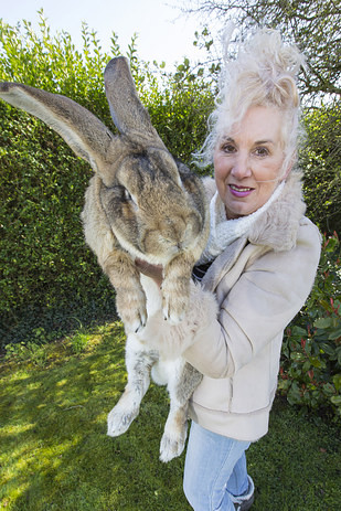 Với chiều dài 1,15m, anh chàng có vẻ sắp phá vỡ kỷ lục chú thỏ to lớn nhất thế giới do chính thỏ bố lập.