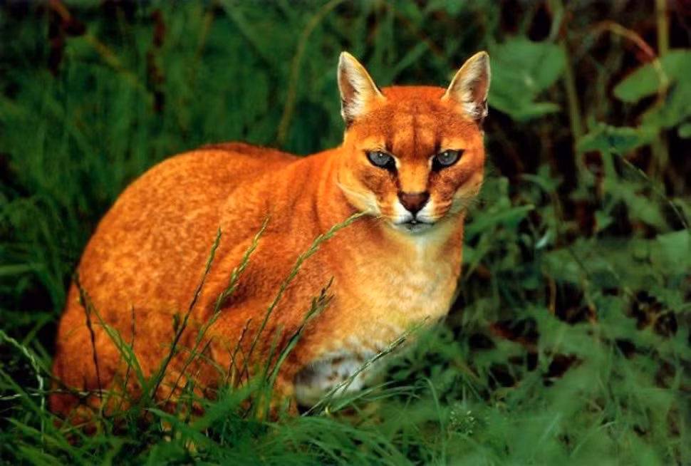 Là một giống mèo hoang dã nhỏ có kích thước gần gấp đôi mèo nhà, beo vàng châu Phi bị coi là đã tuyệt chủng cho đến gần đây khi các nhà khoa học vô tình chụp được vài bức ảnh của chúng.