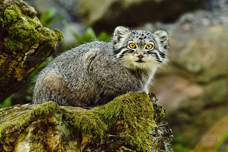 Mèo manul rất thích sống trong các hang động, khe đá, hang hốc hoặc trong hang của sóc và chỉ xuất hiện lúc chiều muộn để kiếm ăn. Do môi trường sống bị thu hẹp, con mồi suy giảm, và bị săn bắn, loài này được đưa vào danh sách loài có nguy cơ tuyệt chủng từ năm 2002.