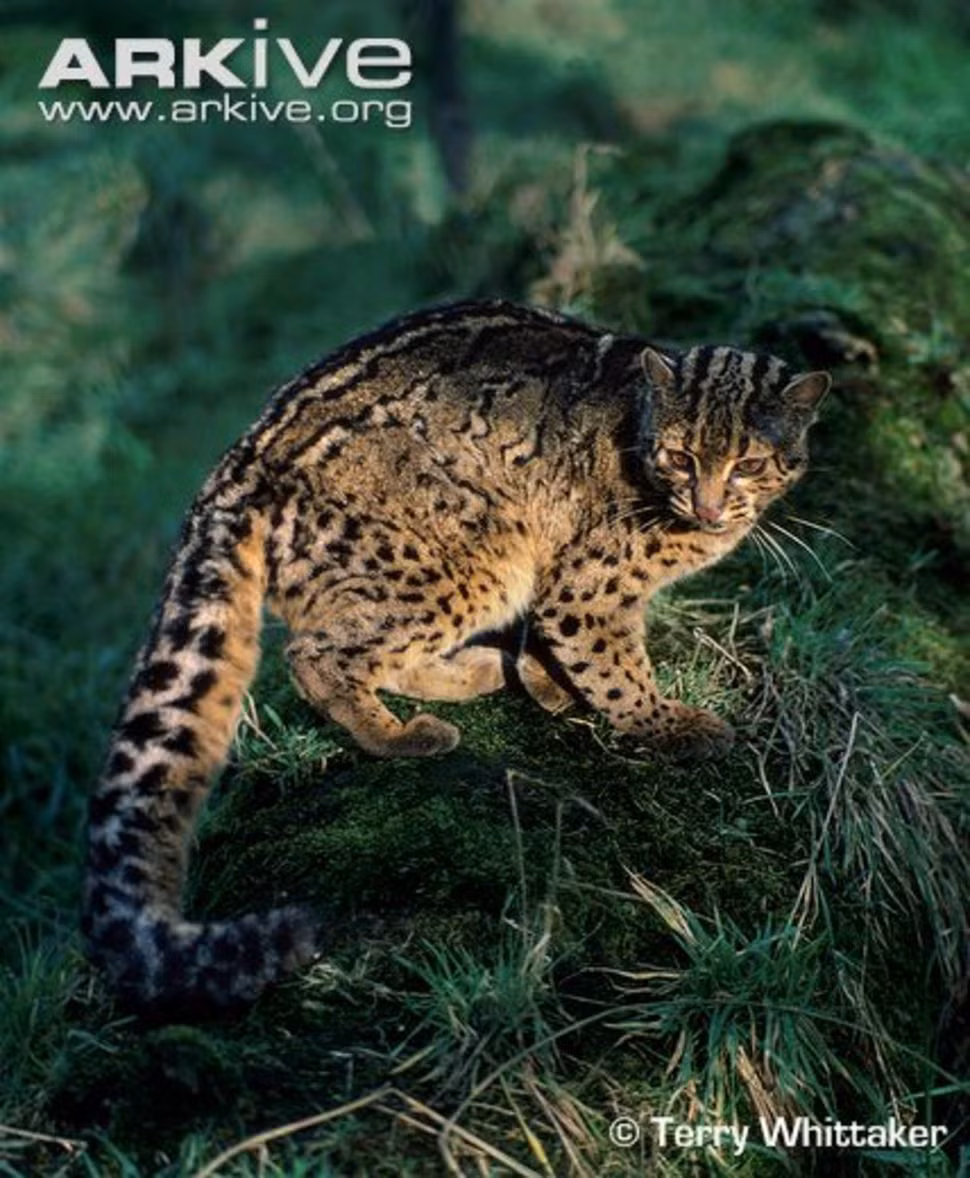 Mèo gấm là một loài mèo rừng có bộ lông đẹp nhất trong họ hàng nhà mèo. Và đó cũng chính là lý do tại sao chúng bị săn bắn gắt gao như thế.