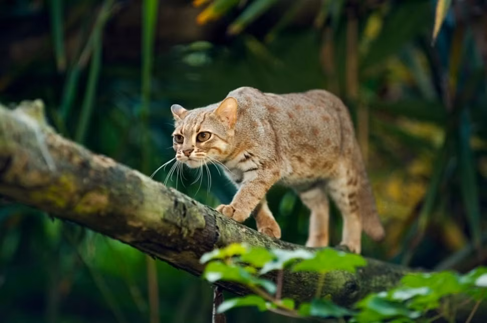 Tính cả đuôi, mèo đốm chỉ dài từ 50-76cm nên được coi là giống mèo hoang dã nhỏ nhất trên thế giới.