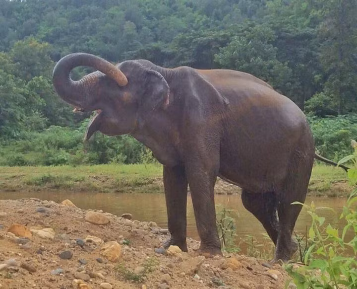 Mong rằng có thêm nhiều con voi được giải cứu và sống cuộc sống tự do, thoải mái như Noi Nah.