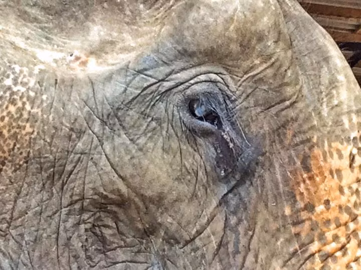 Khi đó, con voi Noi Nah đang trong tình trạng đáng thương đến mức chỉ còn da bọc xương cùng đôi mắt u buồn, thảm thiết.