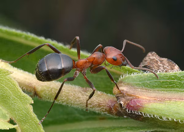 Tổng số kiến đang sống trên toàn thế giới tại một thời điểm ước tính là từ 1 - 10 nghìn triệu triệu con.