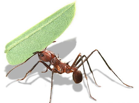 Chỉ có kiến cái chúa và kiến đực mới có cánh. Sau khi giao phối, kiến chúa bị rụng cánh và nó sẽ tìm một nơi thích hợp để bắt đầu xây tổ.