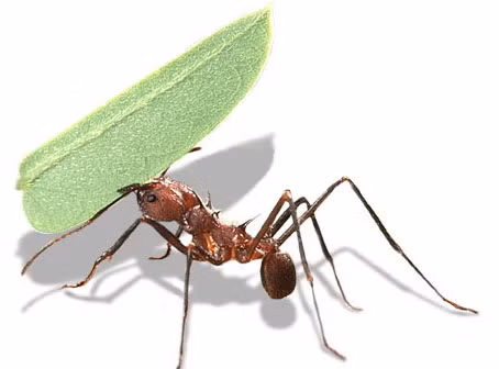 Chỉ có kiến cái chúa và kiến đực mới có cánh. Sau khi giao phối, kiến chúa bị rụng cánh và nó sẽ tìm một nơi thích hợp để bắt đầu xây tổ.