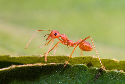 Nam Cực và một số hòn đảo xa xổi hẻo lánh là những nơi duy nhất không có bất kì một con kiến nào.