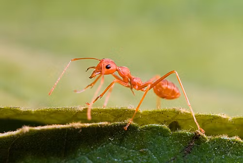 Nam Cực và một số hòn đảo xa xổi hẻo lánh là những nơi duy nhất không có bất kì một con kiến nào.