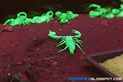 Vì vậy, nếu muốn tránh đụng độ bọ cạp khi dạo chơi trên sa mạc vào ban đêm, hãy nhớ mang theo một chiếc đèn pin UV.