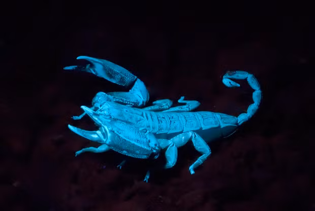 Tuy nhiên, chúng chỉ phát ra ánh sáng màu xanh này khi chiếu tia cực tím.