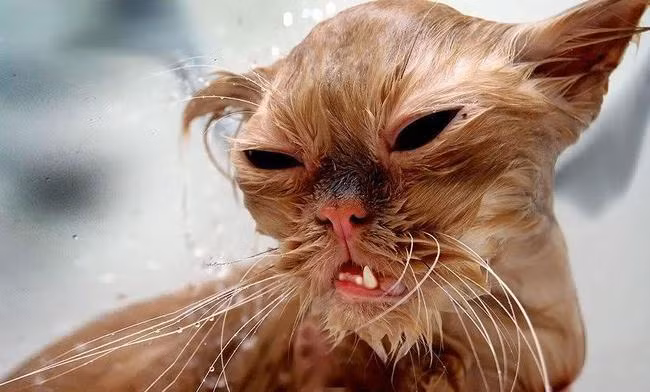 Trong khi chú mèo này thì thực sự phản đối chuyện tắm táp.