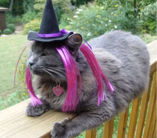 Chú mèo này có già và xấu như một phù thủy kiểu mẫu?