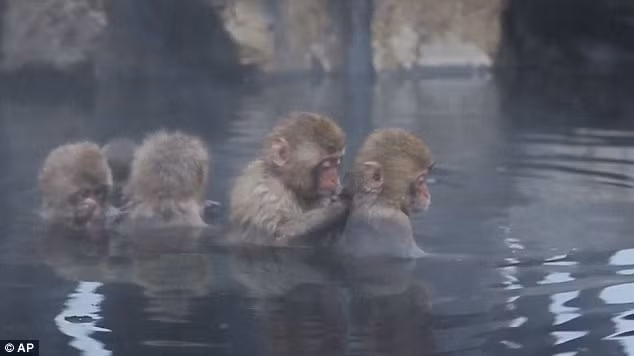  Đây cũng là nơi thắt chặt tình anh em khi chúng dành thời gian chăm sóc lẫn nhau. 