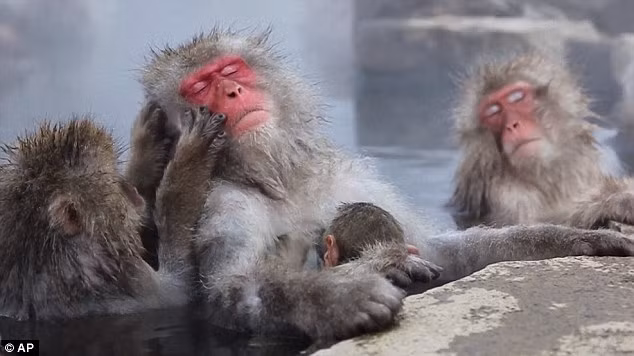  Hàng năm, có khoảng 100.000 du khách tới công viên Jigokudani để chứng kiến cảnh tượng tắm suối nước nóng độc đáo của bầy khỉ tuyết này, mặc dù con đường lên tới công viên khá xa. 