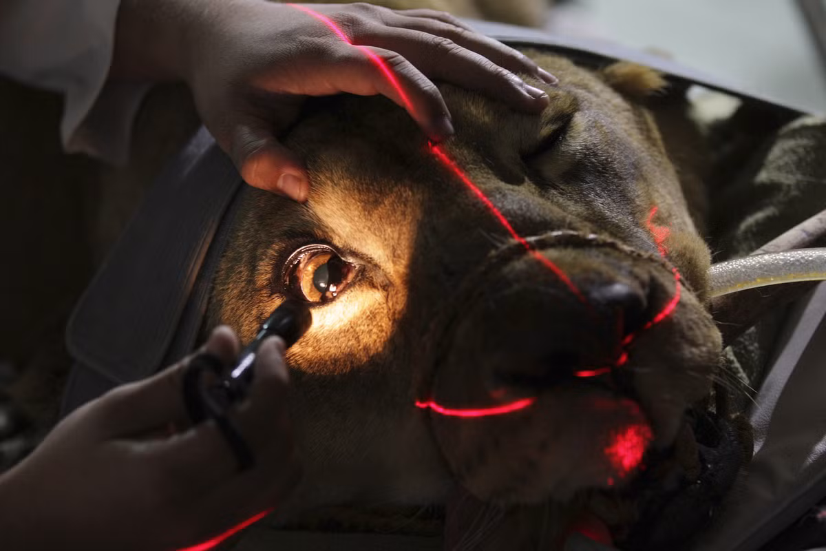 Fafa, một con sư tử cái 18 tuổi, đang được kiểm tra mắt tại phòng khám thú y ở Brasilia. Cô nàng có vẻ rất bình thản, được đưa đến phòng khám thú y sau khi bị co giật và chảy máu.