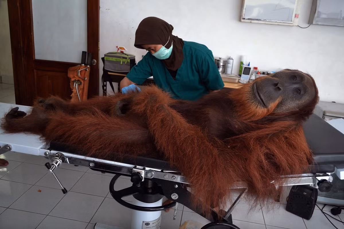 Ngày 16/4/2014, một nhân viên thú y của Trung tâm Chương trình Bảo tồn Sumatran Orangutan tiến hành kiểm tra y tế cho một con đười ươi đực 14 tuổi bị thương do súng hơi ở miền bắc Sumatra.