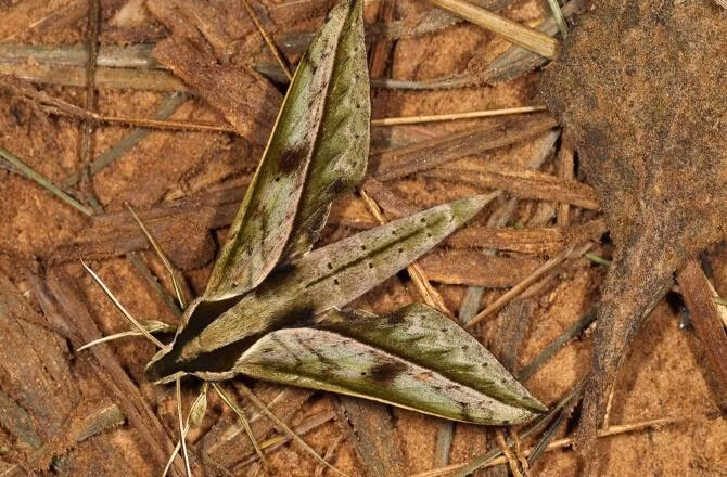 Hiệp hội bảo tồn động vật hoang dã (Wildlife Conservation Society - WCS) vừa mới hoàn thành chuyến đi thám hiểm Công viên quốc gia Madidi và công bố những bức ảnh tuyệt đẹp này. Trong hình là loài bướm đêm Xylophanses Amadis.