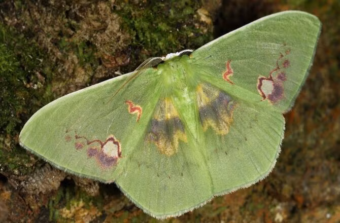 Bướm đêm Rhodochlora Endognoma được các nhà thám hiểm ghi hình. Trong chuyến đi này, họ còn phát hiện ra một loài ếch, ba loài cá da trơn và một loài thằn lằn mới.