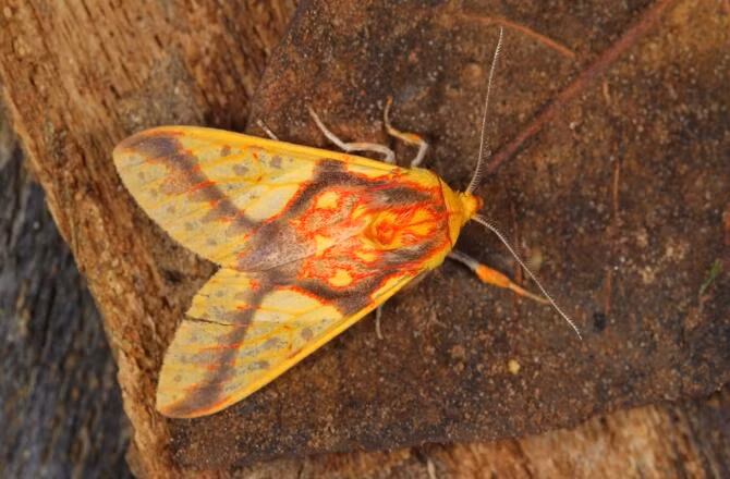 Bướm đêm Symphelbia Fulminans sặc sỡ.