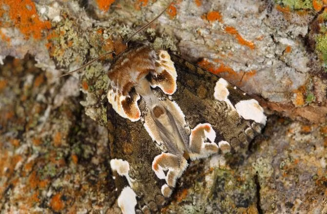 Chuyến thám hiểm chính thức bắt đầu vào ngày 5/6/2015 vừa qua. Trong ảnh là một loài bướm đêm chưa được xác định.