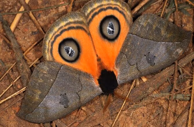  Loài bướm đêm Automeris amanda nổi bật với đôi cánh nửa xám nửa vàng và đôi mắt giả rất to trên cánh.