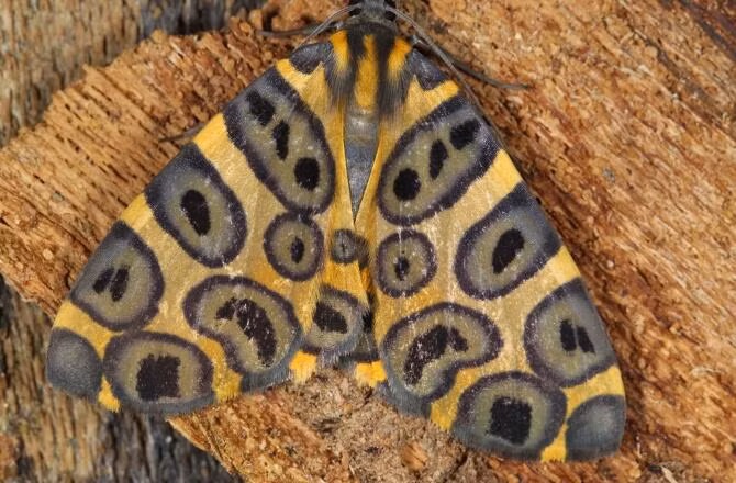 Bướm đêm Pantherodes với đôi cánh cùng những hoa văn ấn tượng.