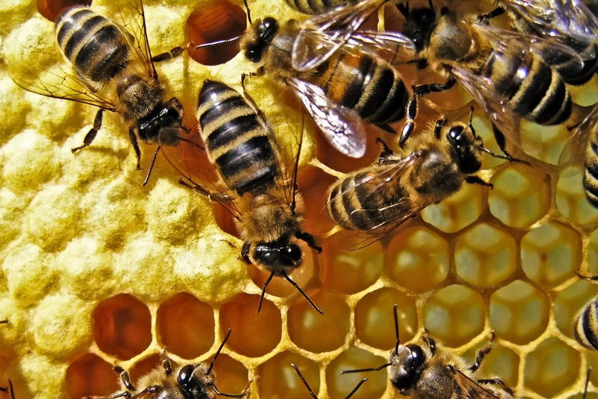 Những năm 1950, các nhà khoa học cố gắng đưa một loài ong châu Phi tới Brazil để thuần hóa nuôi lấy mật nhưng chúng rất hung dữ. Chẳng bao lâu, chúng nhanh chóng lan tới toàn lục địa và trở thành một loại sâu bệnh ở nhiều nơi.