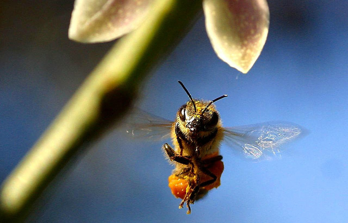 Âm thanh ù ù mà bạn nghe thấy khi ong bay chính là âm thanh của bốn chiếc cánh nhỏ với số lần vỗ ấn tượng lên tới 11.400 lần/phút. Bốn chiếc cánh này cũng là công cụ giúp chúng đạt vận tốc tới 22,53km/h.