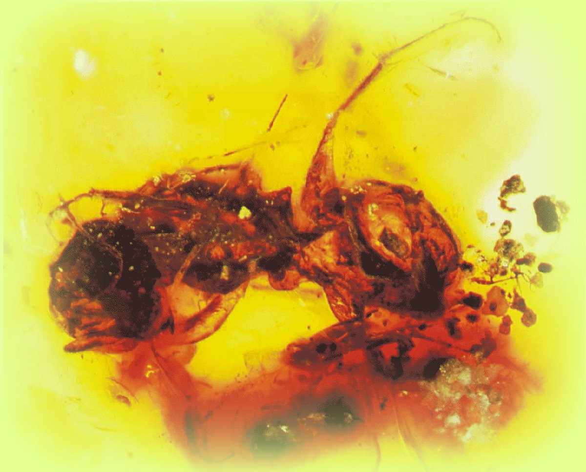 Loài ong lâu đời nhất được biết đến là Melittosphex burmensis, đã từng sống cách đây 100 triệu năm trong kỷ Phấn Trắng, cùng với những sinh vật huyền thoại như khủng long bạo chúa, khủng long Velociraptor và khủng long ba sừng.