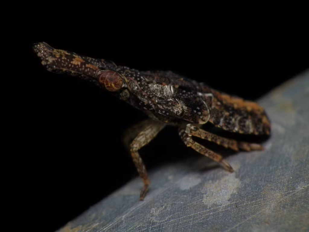 Nhiều loài ruồi đèn lồng phô trương màu sắc sống động và gần như không tỏa sáng, nhưng một số loài lại có sở thích tinh tế hơn.