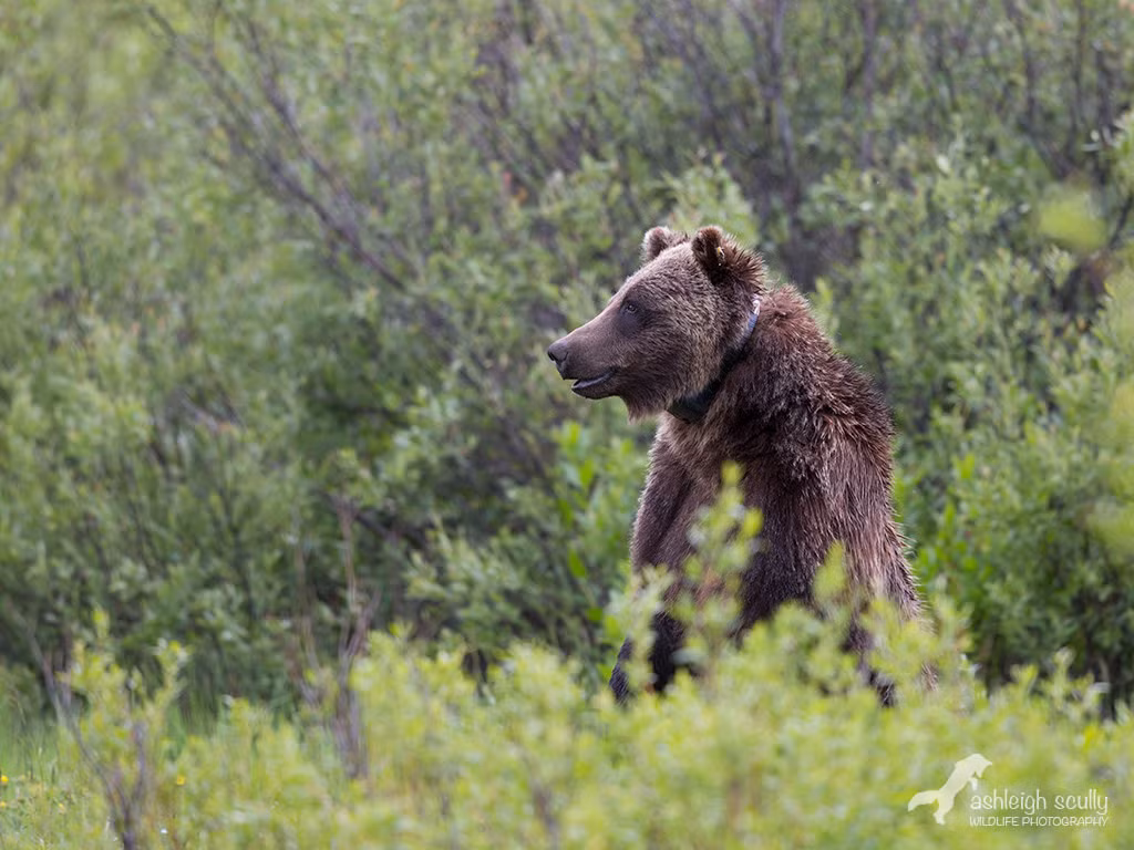 Gấu nâu hiện lên sinh động trong bức ảnh.