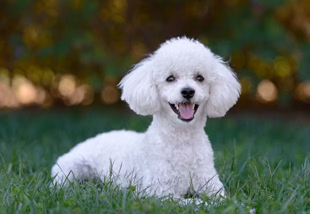 Chó xù cũng là loài chó duy nhất có ba kích cỡ: tiêu chuẩn (chó poodle), nhỏ (chó poodle mini) và đồ chơi (chó toy poodle). Những thuật ngữ này chỉ mô tả kích cỡ chứ không phân biệt loài.